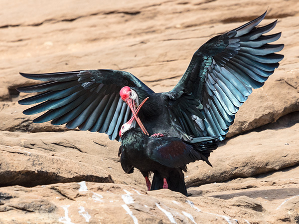 Southern Bald Ibis